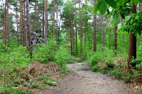 Bedgebury National Pinetum and Forest 1178351 Image 3