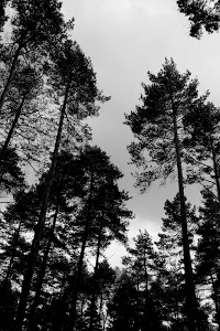 Bedgebury National Pinetum and Forest 1178351 Image 6